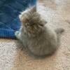 Registered Male Exotic Long Haired Persian.