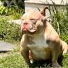 Exotic Bully Female- near heat