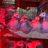 Heritage Turkeys poults available, Standard Bronze and Red Bourbon