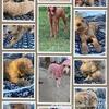 Goldendoodle puppies Atlanta