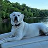 Snow White Labrador Retriever Puppies