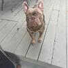 AKC registered Isabella French Bulldog Stud