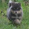 Pomsky Puppy. (Felix)