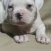 American Bulldogs puppies