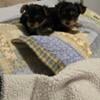 Baby YORKIE Puppies - Ready to go!