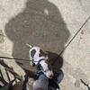3 month old bully pit puppy