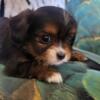 Yorkie Cavalier puppies! 