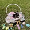 Devon Rex Black Female in North Florida