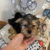 YORKY TOY