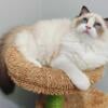 beautiful TICA ragdoll kitten,  very nice kitten