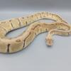 Male Proven breeder orange dream pastel pinstripe ball python