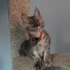 Female Maine Coon Kitten – Beautiful Smoky Tortie – Ready for Her New Home