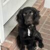 Boykin spaniel male 10 months old