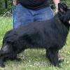 Quality AKC German Shepherd Puppies Males Black 