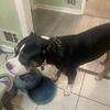American tri bully