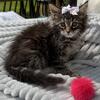 Brown Classic Tabby Female