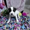 female Chihuahua mix Labradoodle puppies (Tampa)