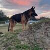 Big German Shepherd stud black/tan