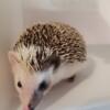 ADORABLE ADULT HEDGEHOGS