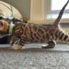 Bengal kittens need homes