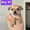 Chihuahua Mix Puppies 