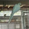 Female Indian Ringneck Parakeets