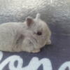 Netherland Dwarfs Pedigree smallest breed of rabbits out there