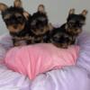 Yorkshire terrier AKC