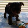 Female Yorkie Puppies
