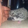 Hedgehogs!