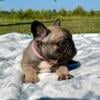 Juliet- Fawn Sabel FEMALE- Ky- BlueGrass Frenchie for sale.