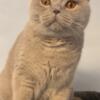 BRITISHKIT-N-CAT British shorthair Fawn Female