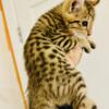 F2 Savannah lynx jungle cat hybrids