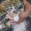 Highlander Lynx mixed Kittens ONLY 1 LEFT!