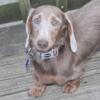 Pet Only male dachshund
