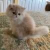 CFA Persian kitten available in Maryland