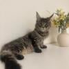 Matroskin Cute Maine Coon kitten