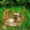 Female French bulldog - very small