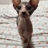 Unique Loving Sphynx Kittens