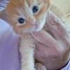 Hymalayan  mixed Kittens