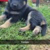 Purebred German Shepherd Puppies