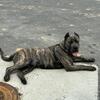 Bandogge Mastiff Puppies