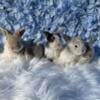 Holland lop bunnies (will be ready by the end of October)