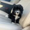 8 weeks of age Toy Poodle (girls)