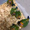 SUN CONURES