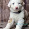 Australian shepherd puppies