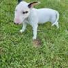 2 males 2 females left! English Bull Terriers!