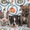 Frenchton Half Frenchie half Boston! 3 males 2 females