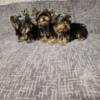 yorkshire puppies  ready to rehoming