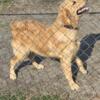 AKC Golden Retriever pups.  7 weeks old 3 males left.